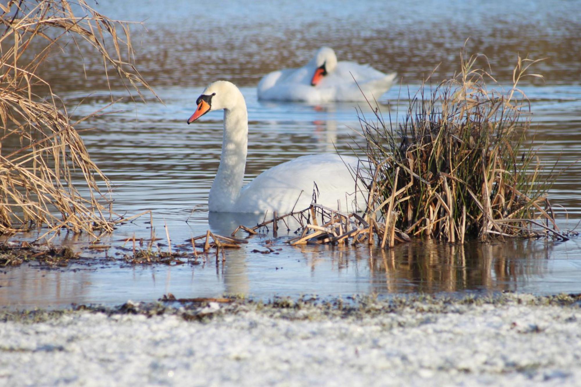 Woodpecker Lodge - Brook Meadow - Sleeps 4 Plus 2 - No Pets Маркет-Харборо Экстерьер фото
